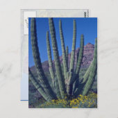 Orgelpfeife Postkarte (Vorne/Hinten)