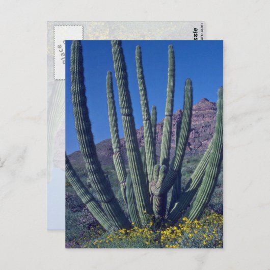 Orgelpfeife Postkarte (Vorne/Hinten)