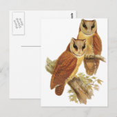 Oriental Bay Owl Postkarte (Vorne/Hinten)