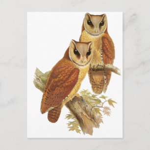 Oriental Bay Owl Postkarte