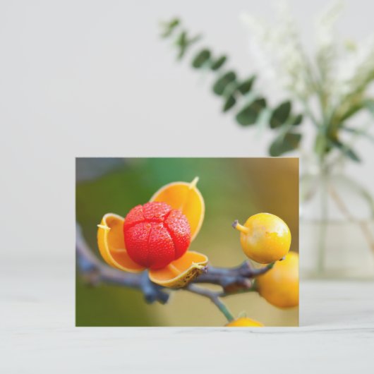 Oriental Bittersweet Postkarte (Stehend Vorderseite)