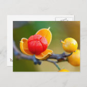 Oriental Bittersweet Postkarte (Vorne/Hinten)