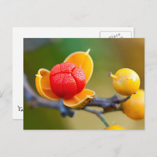 Oriental Bittersweet Postkarte (Vorne/Hinten)