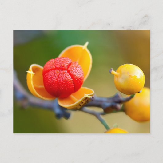 Oriental Bittersweet Postkarte (Vorderseite)