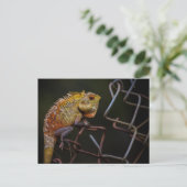Oriental Garden Lizard Postkarte (Stehend Vorderseite)