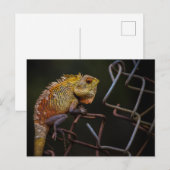 Oriental Garden Lizard Postkarte (Vorne/Hinten)