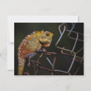 Oriental Garden Lizard Postkarte