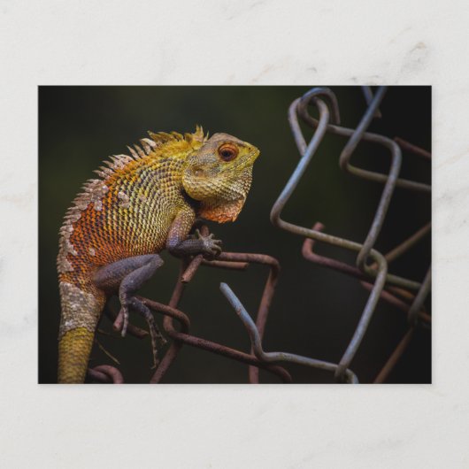 Oriental Garden Lizard Postkarte (Vorderseite)
