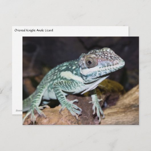 Oriental Knight Anole Lizard nah Postkarte (Vorne/Hinten)