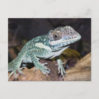Oriental Knight Anole Lizard nah Postkarte