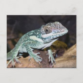 Oriental Knight Anole Lizard nah Postkarte (Vorderseite)