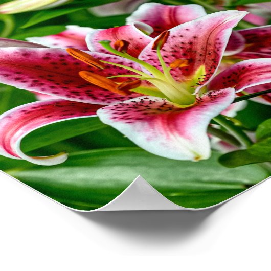 Oriental Lily Poster (Ecke)