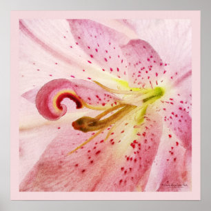 Oriental Pink Lily Poster