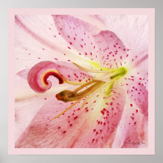 Oriental Pink Lily Poster (Vorne)