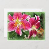 Oriental Pink Stargazer Liege / Garden Postkarte (Vorne/Hinten)