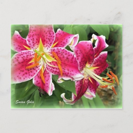 Oriental Pink Stargazer Liege / Garden Postkarte (Vorderseite)