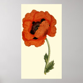 Oriental Poppy Poster