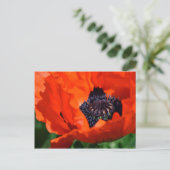 Oriental Poppy Postkarte (Stehend Vorderseite)