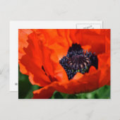 Oriental Poppy Postkarte (Vorne/Hinten)