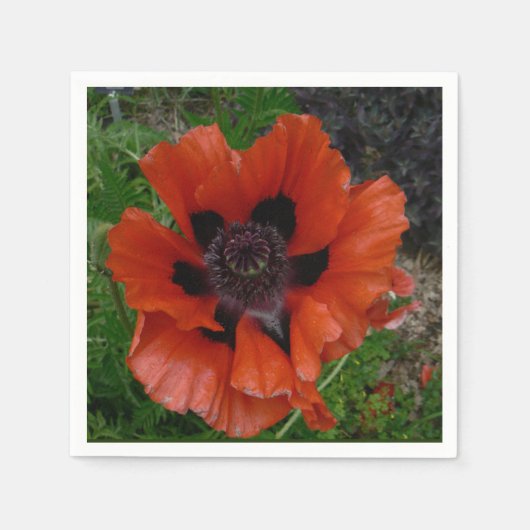 Oriental poppy   serviette (Vorderseite)