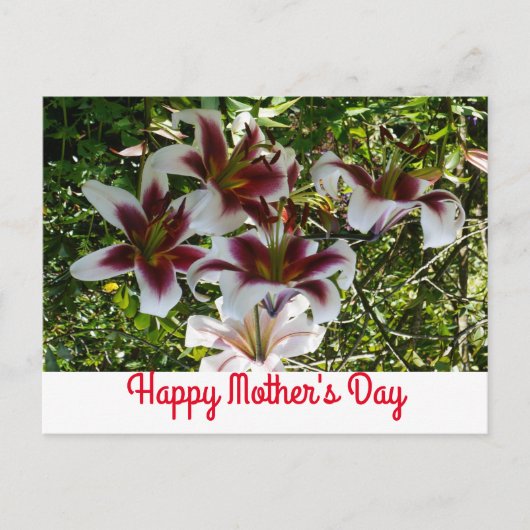 Oriental Trumpet Lily Happy Mother Day Postcard Postkarte (Vorderseite)