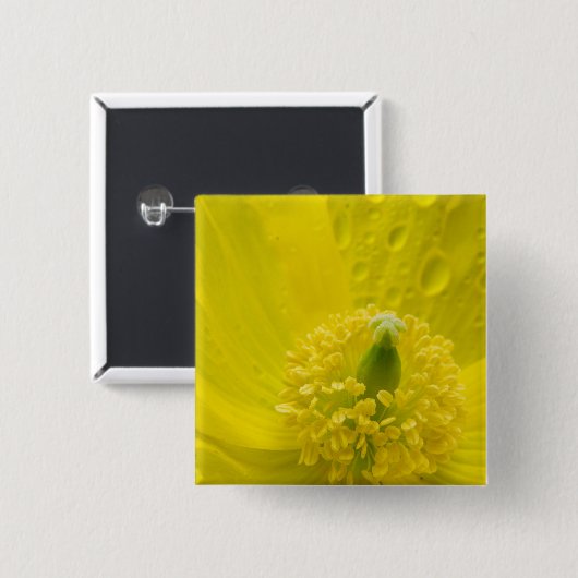 Oriental Yellow Poppy Button (Vorne & Hinten)
