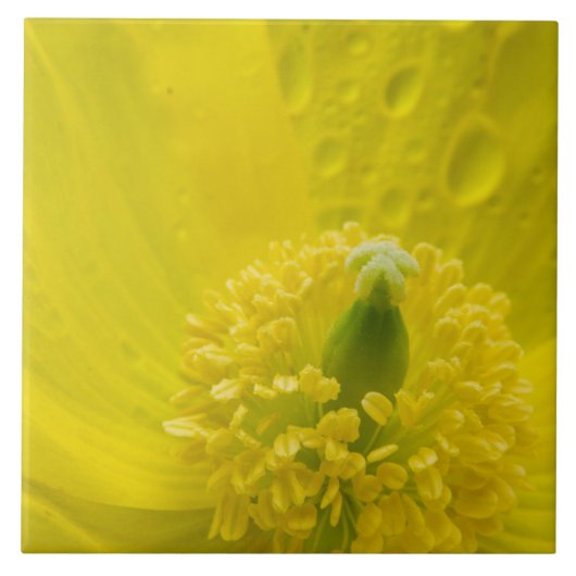 Oriental Yellow Poppy Fliese (Vorderseite)