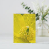 Oriental Yellow Poppy Postkarte (Stehend Vorderseite)