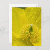 Oriental Yellow Poppy Postkarte (Vorne/Hinten)