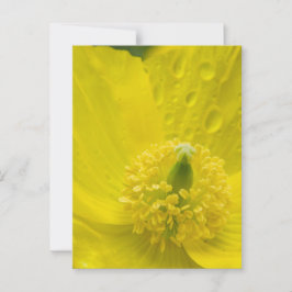 Oriental Yellow Poppy Postkarte