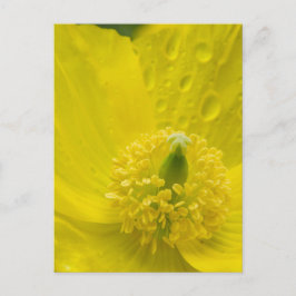Oriental Yellow Poppy Postkarte