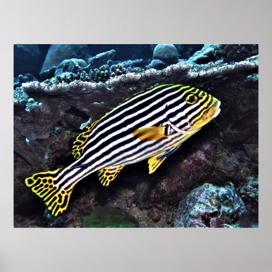 Orientale Süßlips Poster (Vorne)