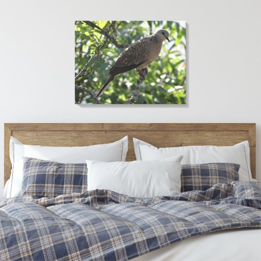 Orientale Turteltaube auf Apricot Baumfotografie Leinwanddruck (Insitu (Schlafzimmer))