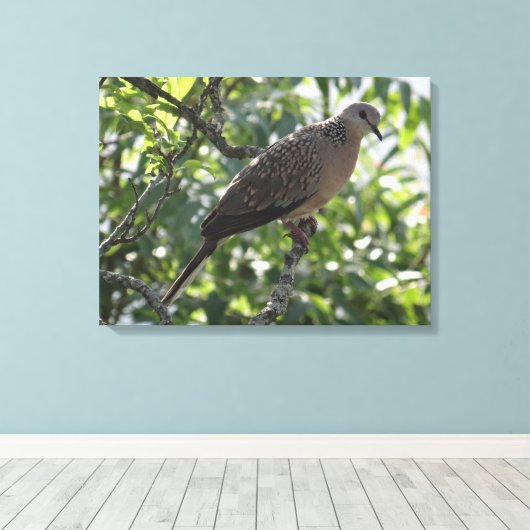 Orientale Turteltaube auf Apricot Baumfotografie Leinwanddruck (Insitu (Holzboden))