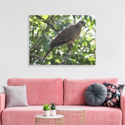 Orientale Turteltaube auf Apricot Baumfotografie Leinwanddruck (Insitu (Wohnzimmer))