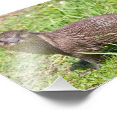 Orientalisch-kleckiger Otter im Gras Fotodruck (Ecke)