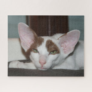 Orientalische Kurzhaarkatze Puzzle