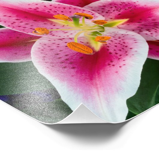 Orientalische Lilie im Vollblut Fotodruck (Ecke)