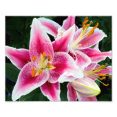 Orientalische Lilie im Vollblut Fotodruck (Vorne)