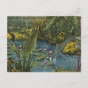Orientalische Lilien Sarasota Florida Vintage Postkarte