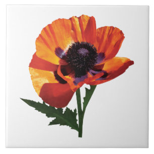 Orientalische Mohnblume Fliese