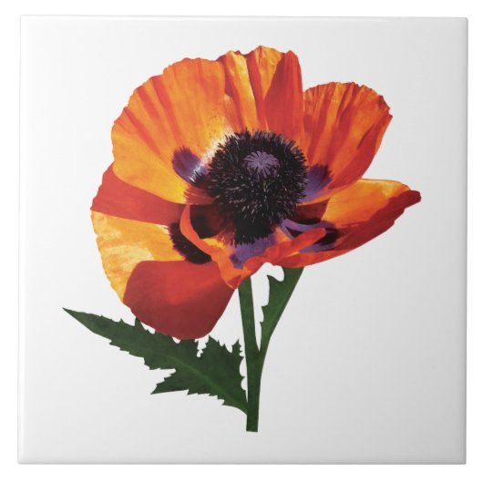 Orientalische Mohnblume Fliese (Vorderseite)