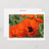 Orientalische Poppies Postkarte (Vorne/Hinten)