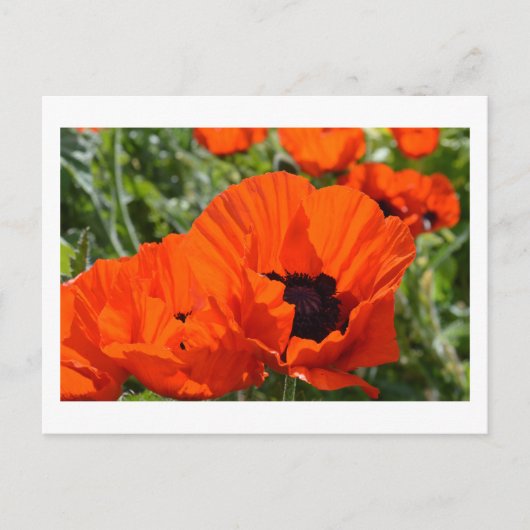 Orientalische Poppies Postkarte (Vorderseite)