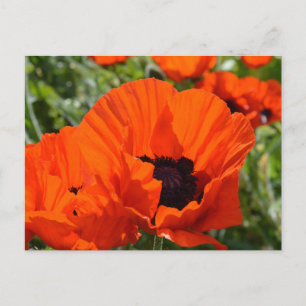 Orientalische Populationen (Papaver orientale) Postkarte