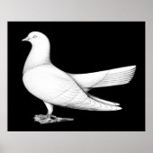 Orientalische Rolle: Flugtyp Poster (Vorne)