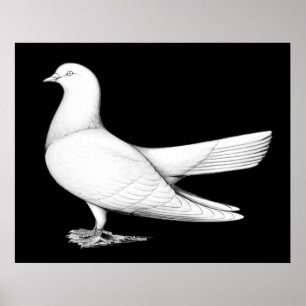 Orientalische Rolle: Flugtyp Poster