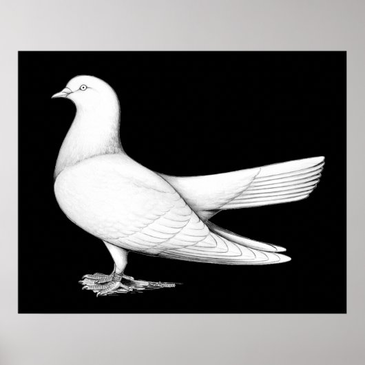 Orientalische Rolle: Flugtyp Poster (Vorne)