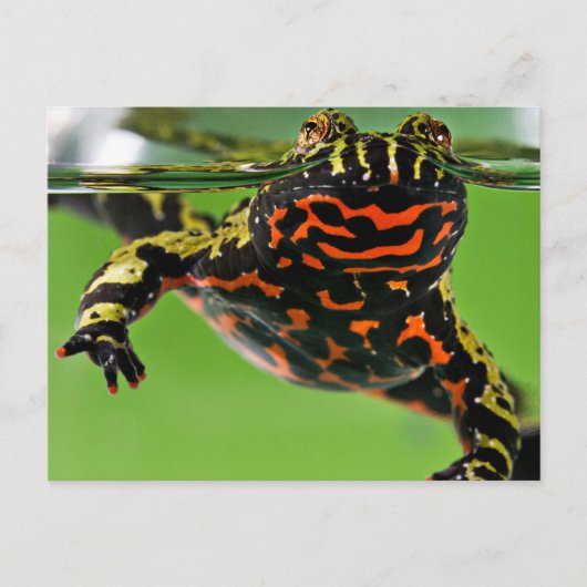 Orientalischer Feuerbummel Postkarte (Vorderseite)