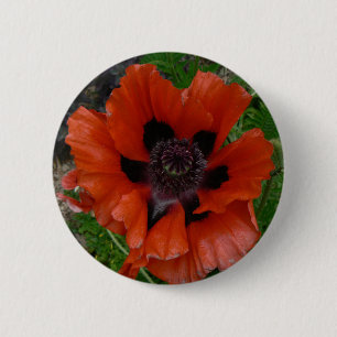 Orientalischer Mohn    Button